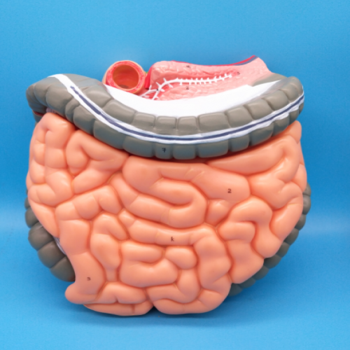 結(jié)腸空、回腸解剖模型（大腸解剖模型）